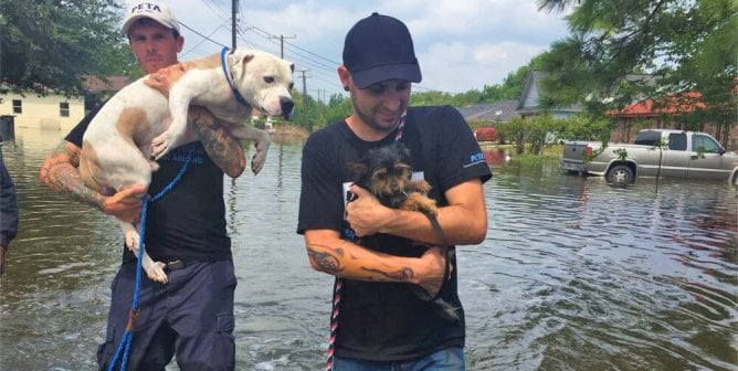 cap team members rescuing dogs in flood