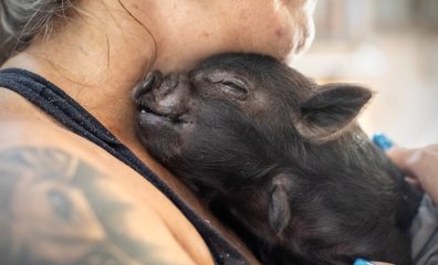 Helen and 10 Others PETA Rescued in 2023: Where Are They Now?