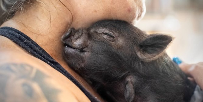 Helen and 10 Others PETA Rescued in 2023: Where Are They Now?