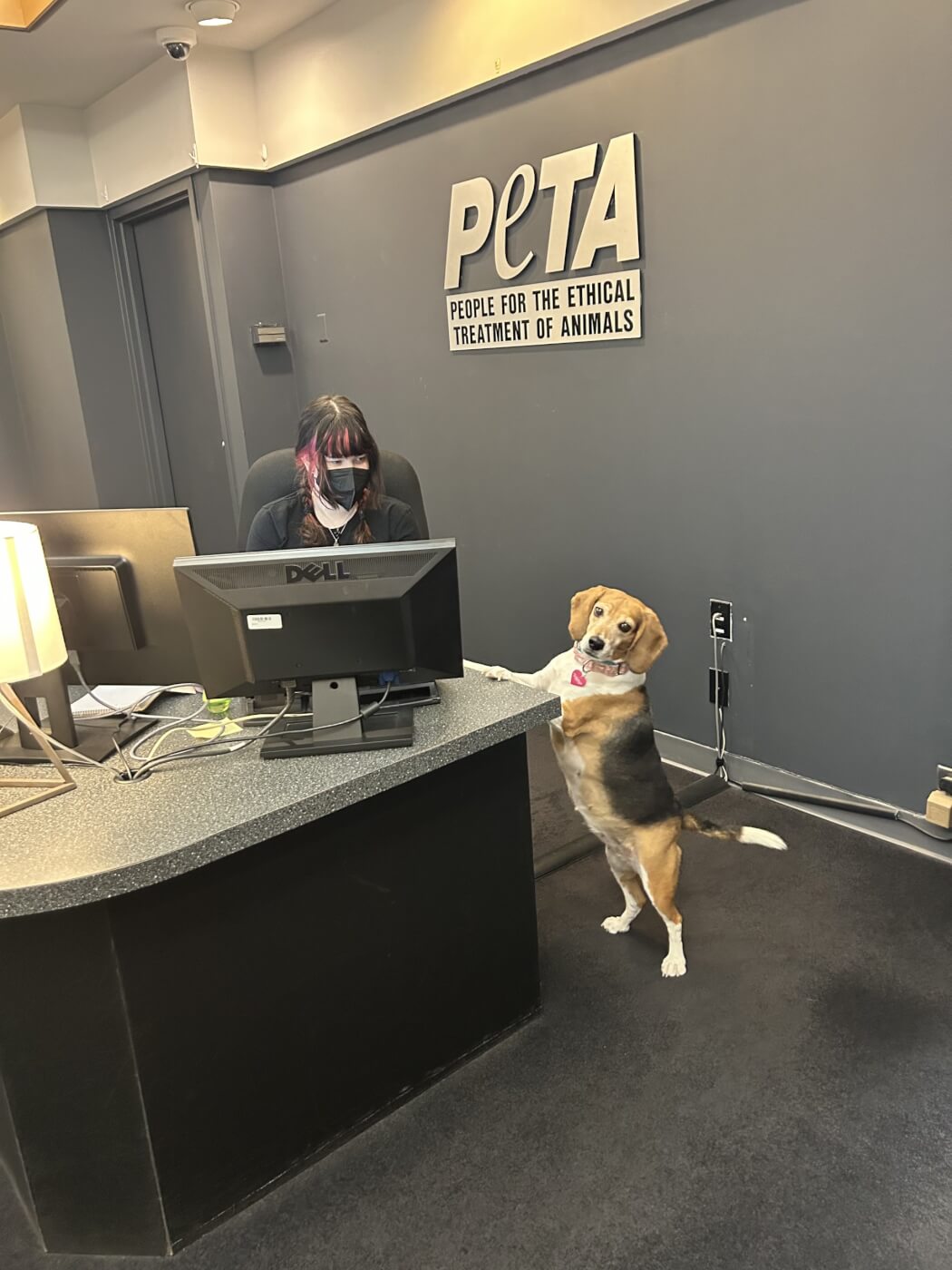 beagle props her front paws up on a desk while an employee is working at the computer