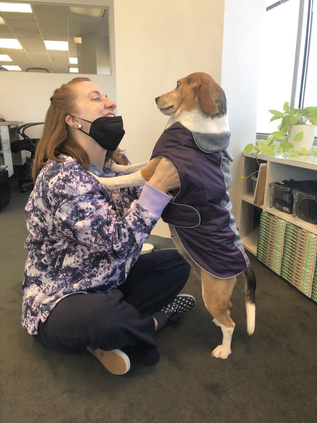 person sitting on floor plays with a brown and white beagle in an office building