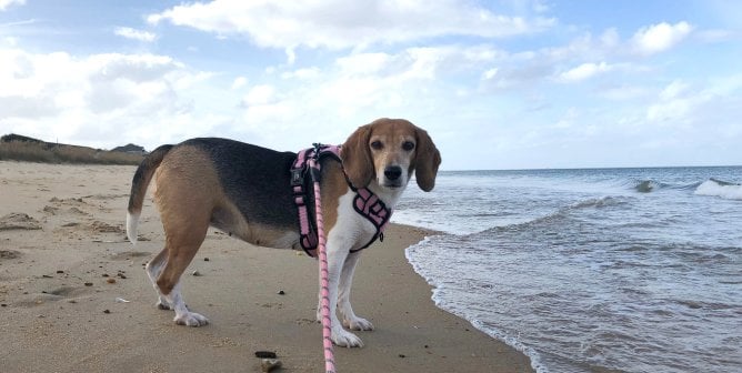 brown, black, and white beagle in a harness and leash at the beach on the shore