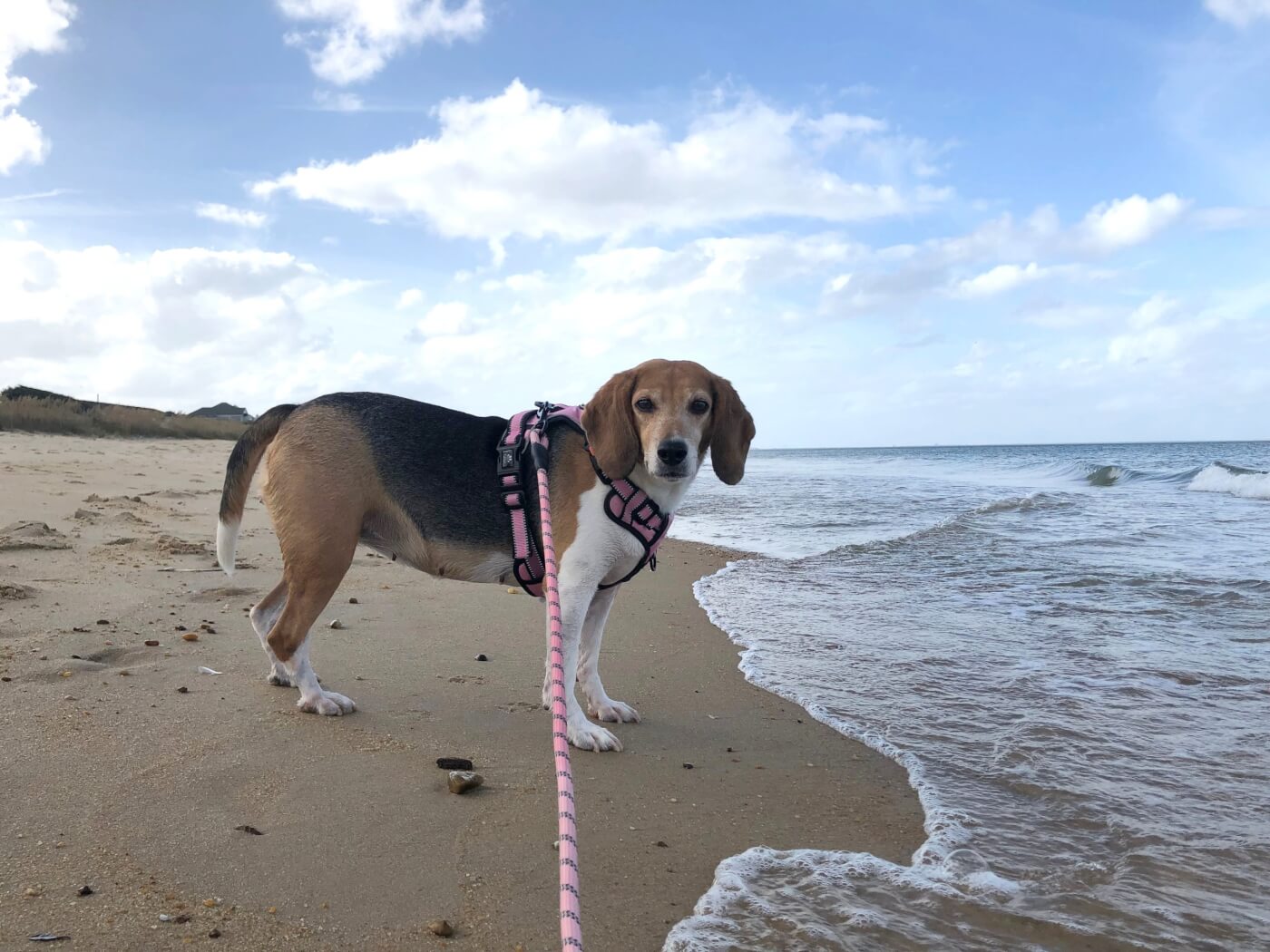 brown, black, and white beagle in a harness and leash at the beach on the shore