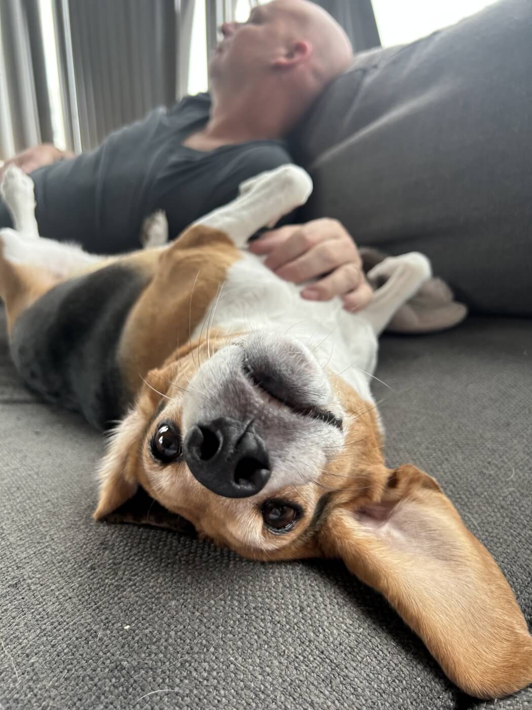 beagle lays upside down on the couch while her belly is rubbed
