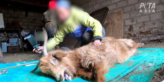 Which Clothing Brand Is Duping Customers? PETA Asia Has the Receipts