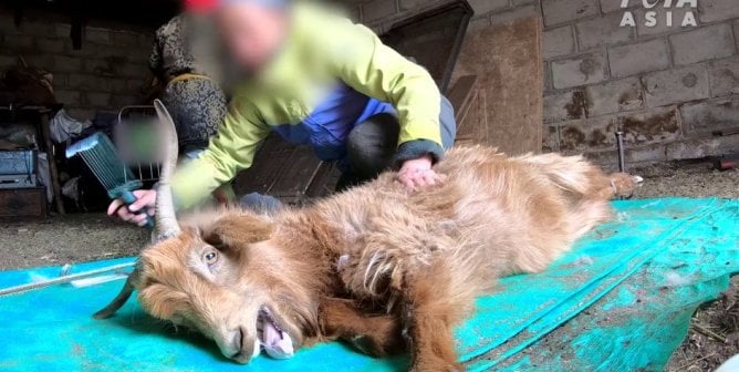 goat being held down as their wool is stolen