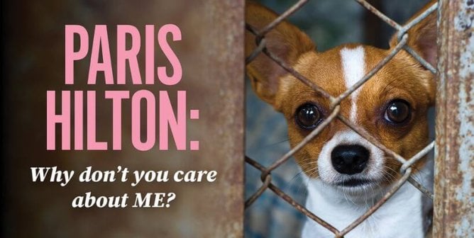 PETA Ad responds after Paris Hilton buys chihuahua puppy