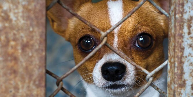 Paris Hilton: Why Don’t You Care About Me? Adopt Don’t Shop.