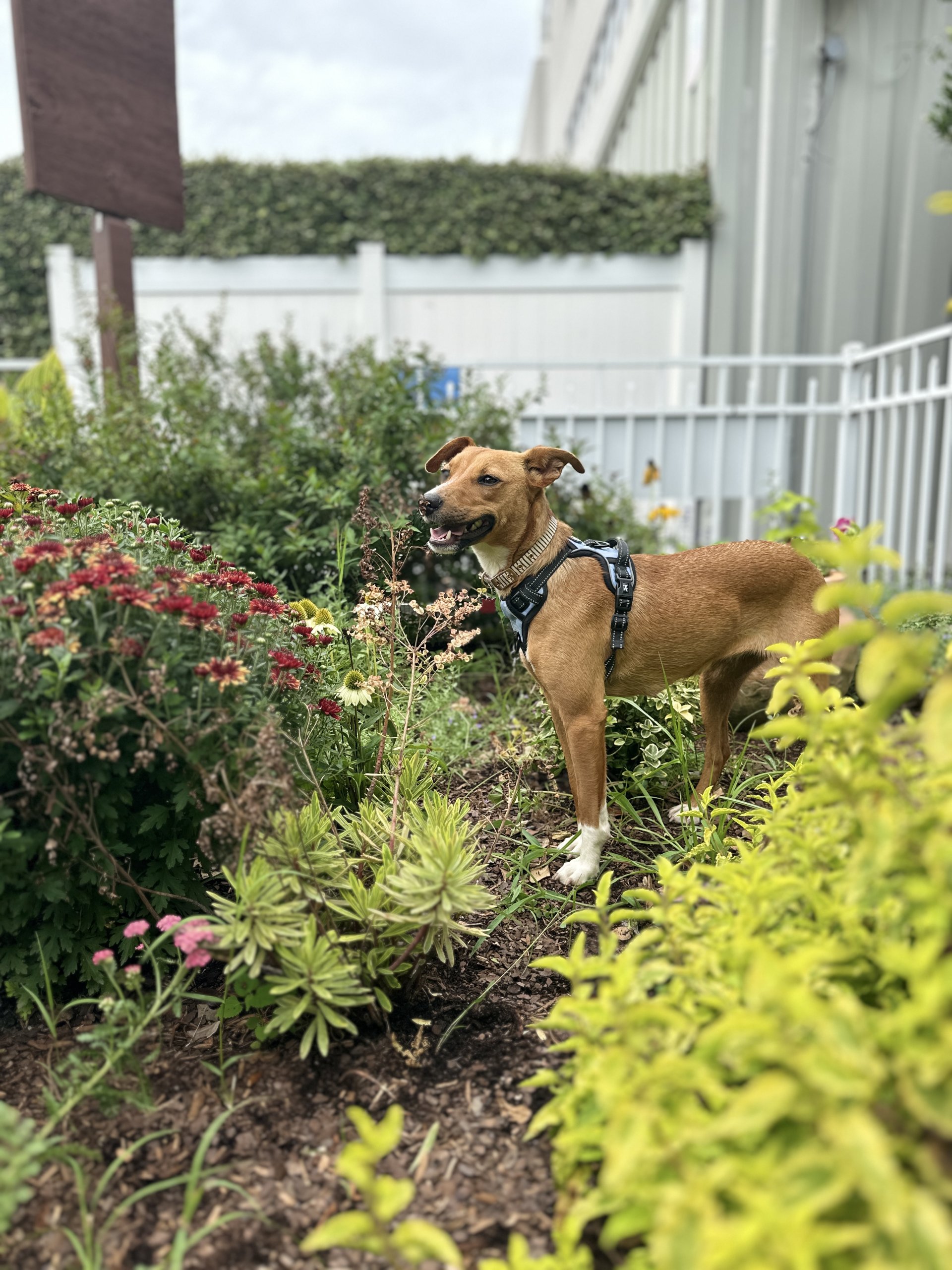 Penny in a garden