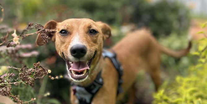 Penny facing the camera