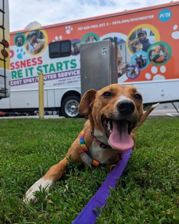 Penny in front of the PETA spay and neuter truck