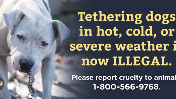 Tethering Dogs In Hot, Cold, Or Severe Weather Is Illegal