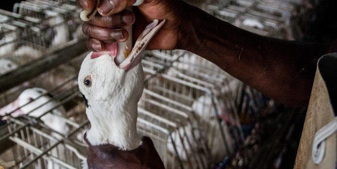 To produce the luxury food item foie gras, ducks and geese are force-fed to fatten their livers up to 10 times their natural size.