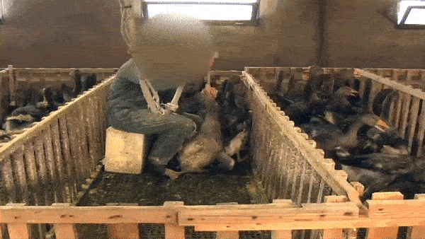 To produce foie gras (which literally means "fatty liver"), workers ram pipes down the throats of male ducks or geese two or three times a day and pump as much as 4 pounds of grain and fat into their stomachs.
