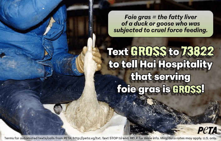 Tell Hai Hospitality That Serving Plates of Foie Gras Is Gross