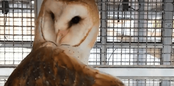 Owl in a cage
