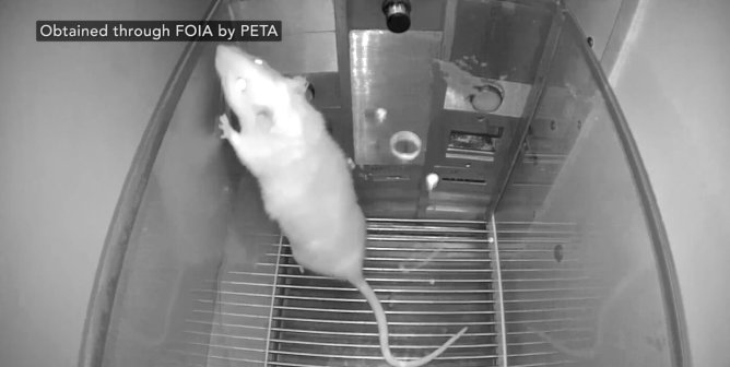 Tell Utah State University to Stop Tormenting Rats in Psychology Course
