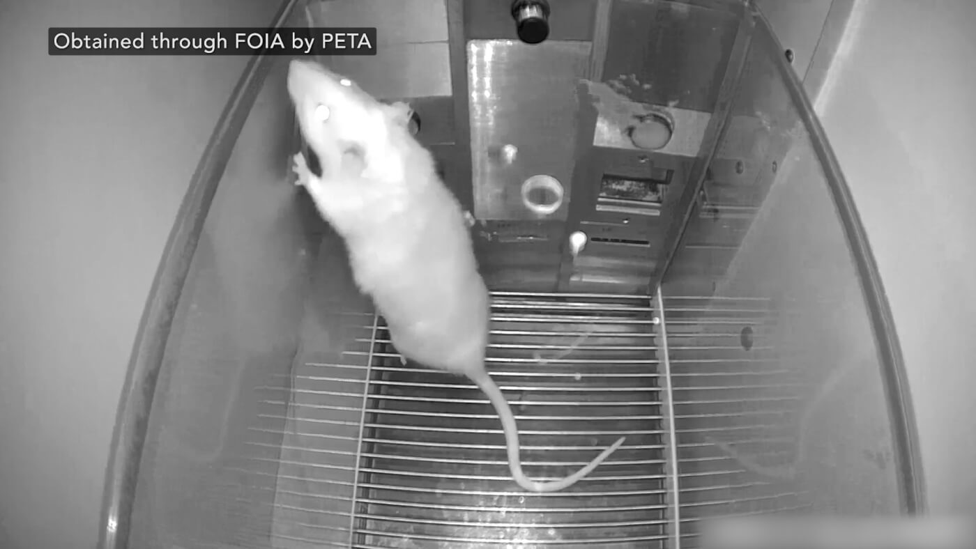 ウスハペタ　usuha-peta　usuha peta Campaign Updates: Utah State University Torments Rats in
