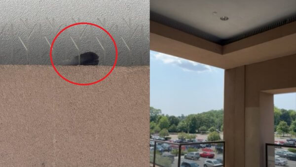 UPDATE: Birds Trapped and Dying at Connecticut Post Mall!
