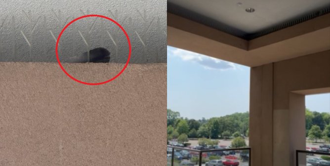 UPDATE: Birds Trapped and Dying at Connecticut Post Mall!