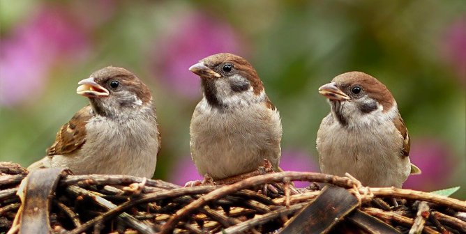 Three sparrows perch on a number of twigs