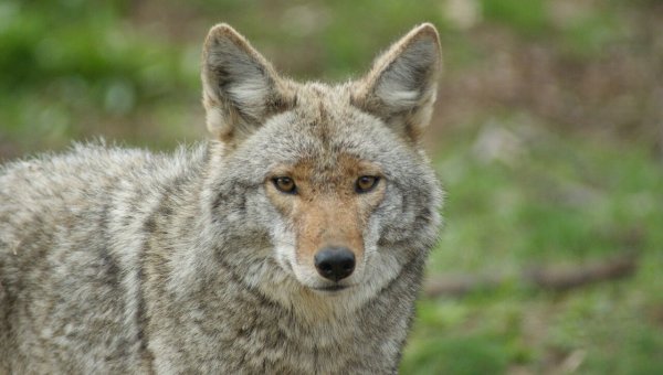 Victory: Pasadena City Council Says NO to Killing Coyotes!