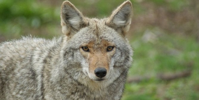Victory: Pasadena City Council Says NO to Killing Coyotes!