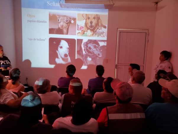 animal companion class Cancun