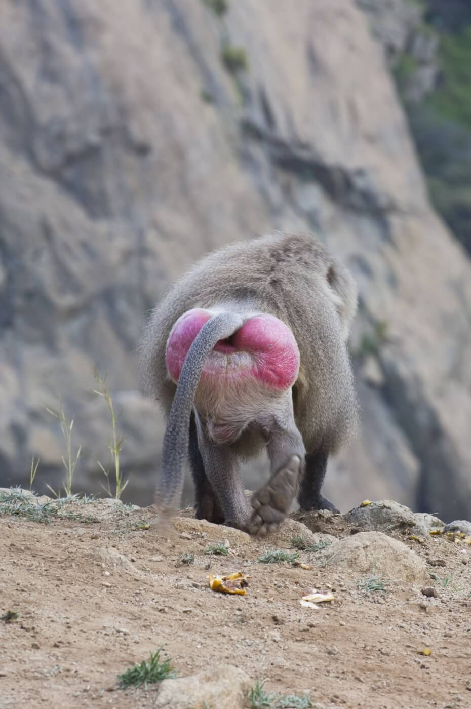 A baboon facing away from the camera, with swollen, red buttocks.