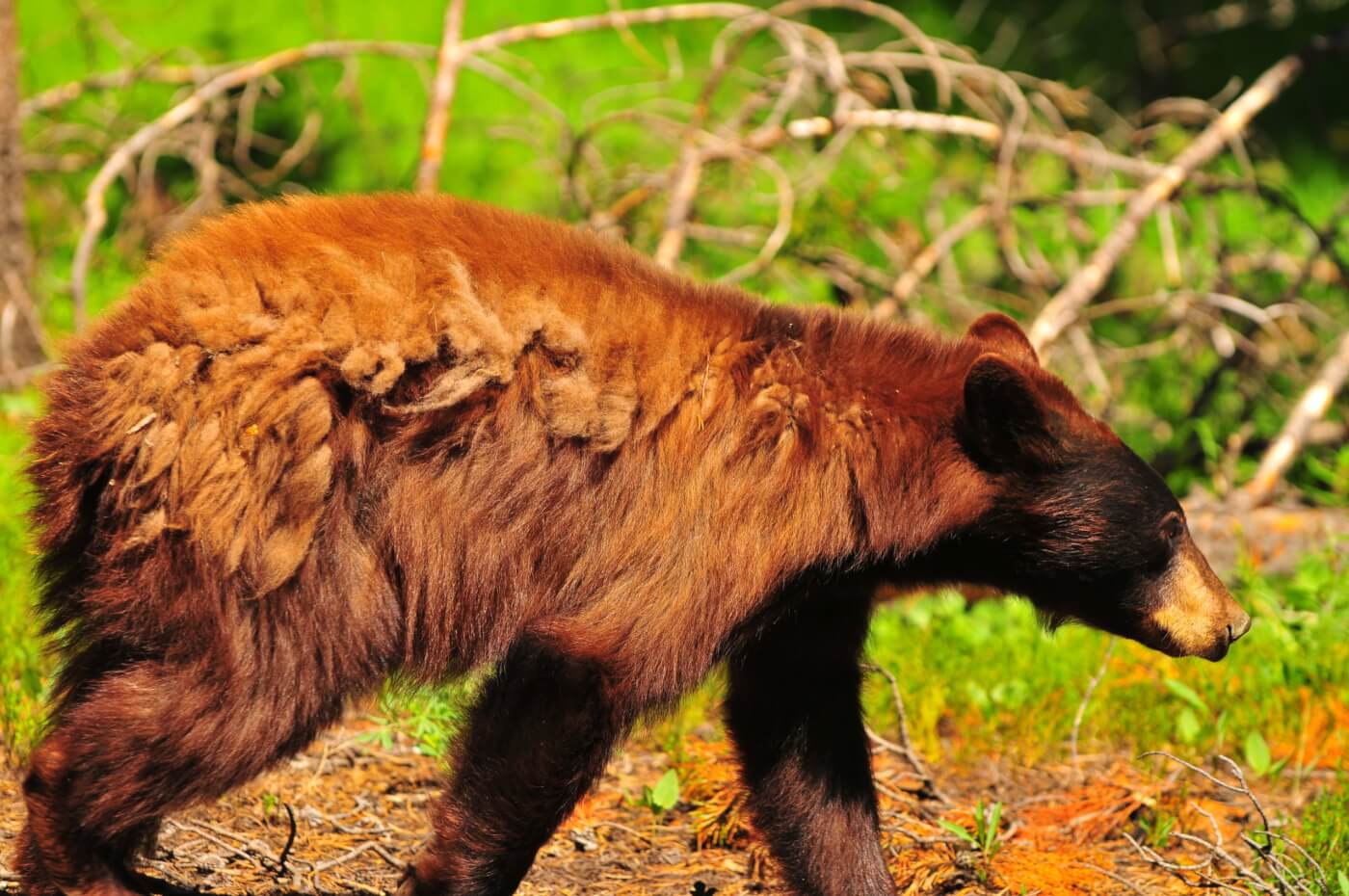 A black bear facing rightwards, with heavy coat matting, typical after hibernation.