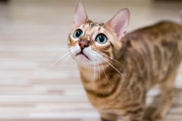 A purebred cat looks up at the camera