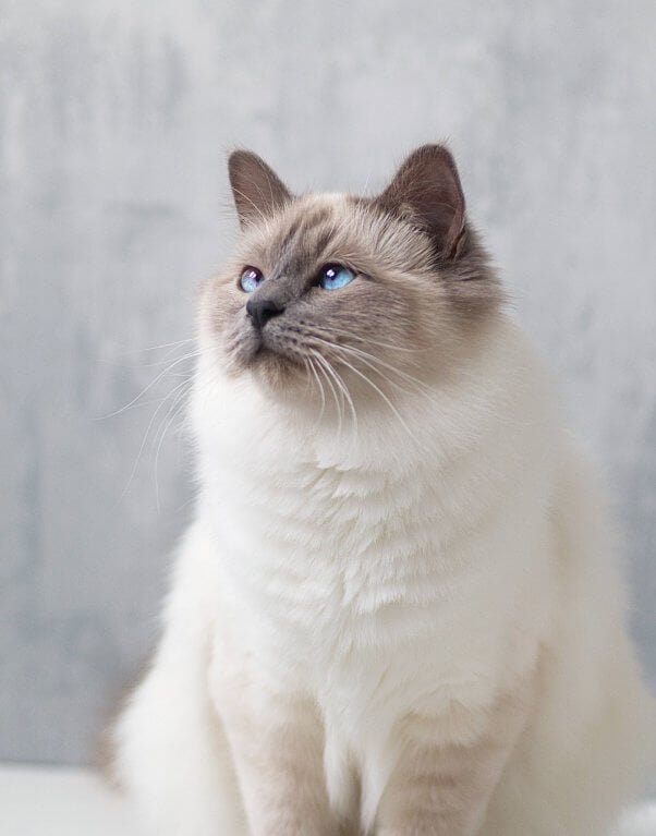 A purebred cat like the white and grey-tipped birman will likely inherit health issues