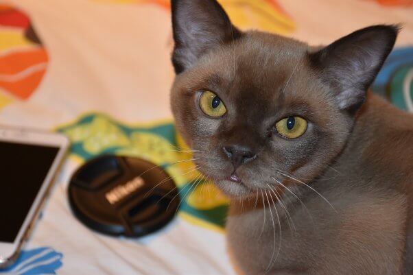 burmese cat Are ‘Purebred’ Cats Like Bengals and Persians Healthy?