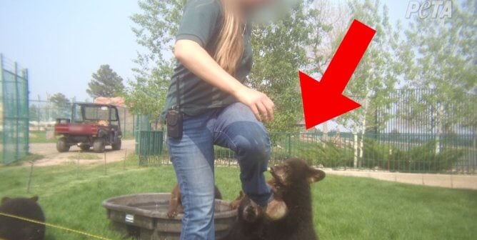 Watch Supervisor of Greedy Wildlife Drive-Through Admit That Bears ‘Could Die Any Minute’