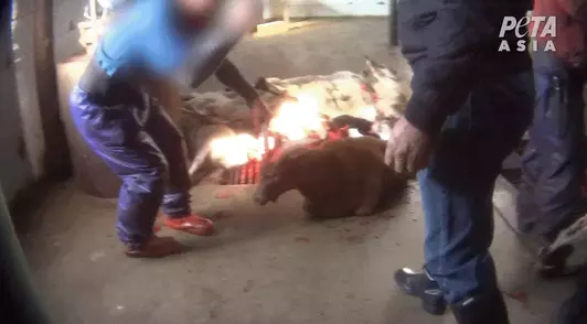 PETA Asia investigation video showing a worker beating a goat in the head with a hammer
