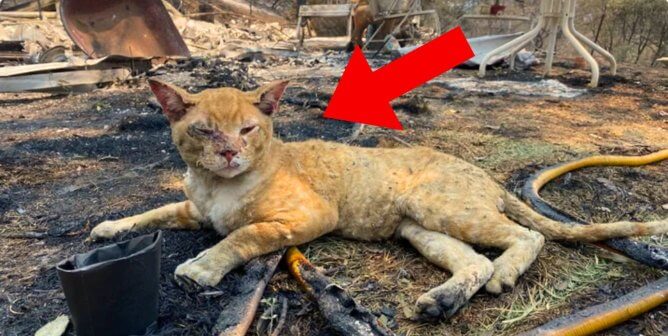 PETA Calls For Cruelty-to-Animals Charges After Cats Were Killed in 2022 Yosemite Wildfire