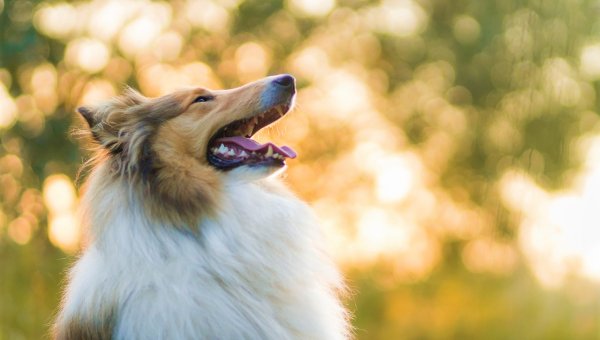 Demand Rescue of Dog Allegedly Victimized in Infamous Bestiality Case