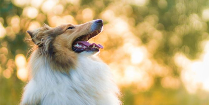 Demand Rescue of Dog Allegedly Victimized in Infamous Bestiality Case