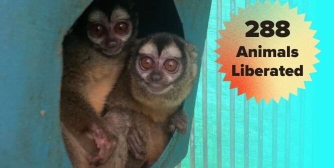 two monkeys liberated from a colombian facility