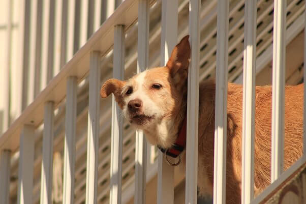 dog on a balcony