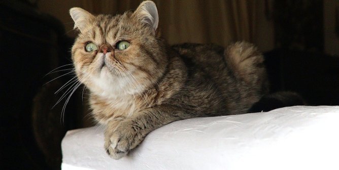 Persians, Bengals, and Other ‘Purebred’ Cats Who Are Prone to Disease
