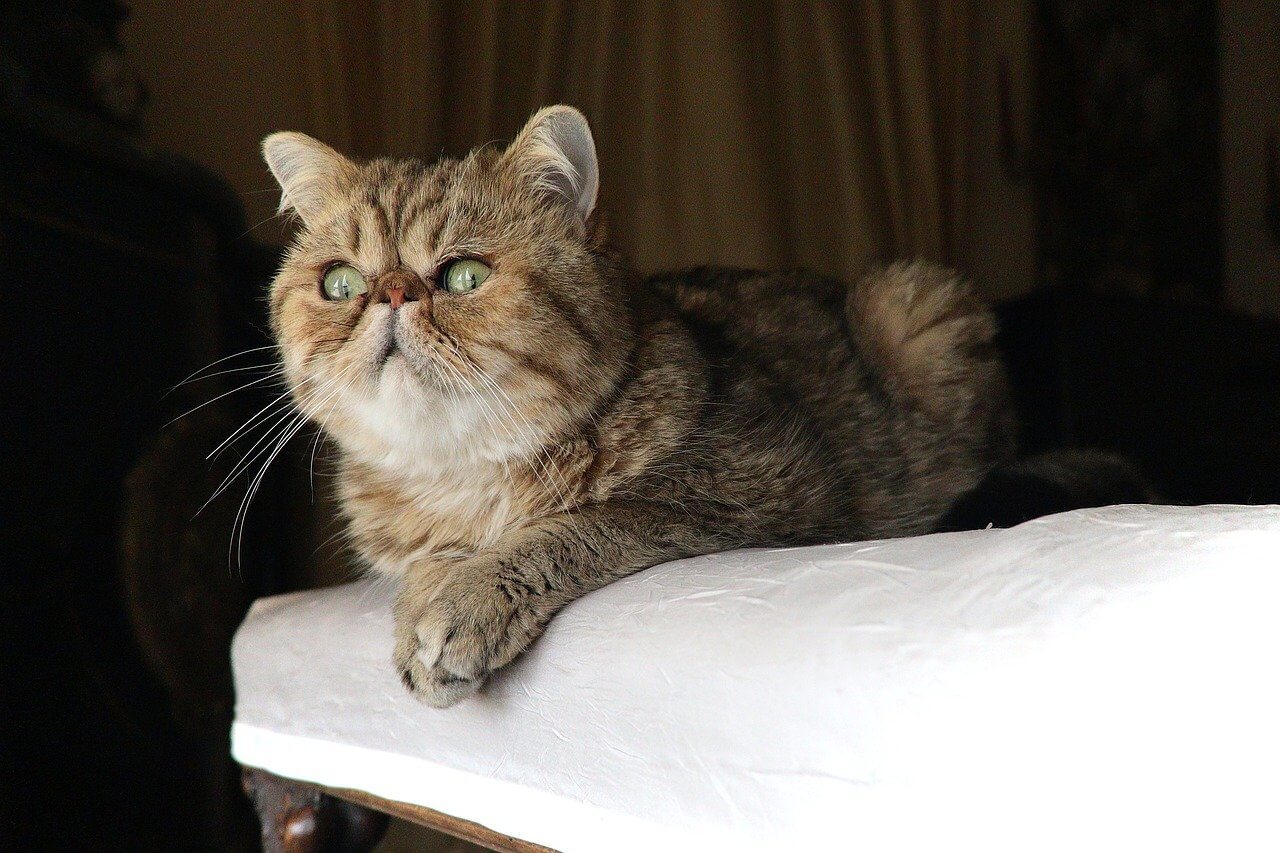exotic shorthair Are ‘Purebred’ Cats Like Bengals and Persians Healthy?