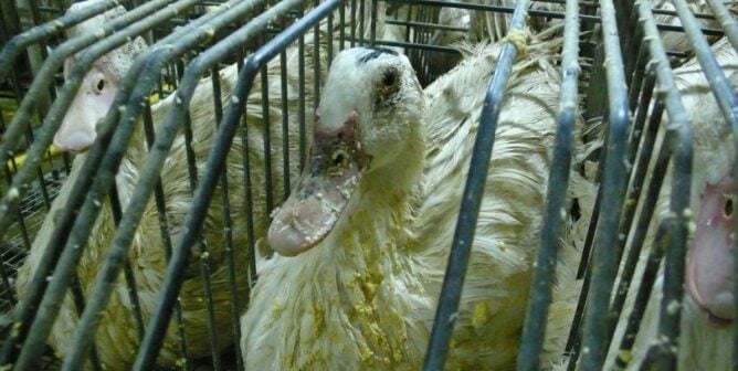 ducks crammed in cages at a foie gras facility