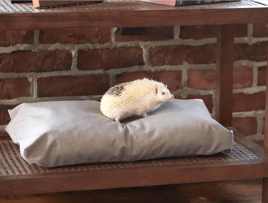 White hedgehog standing on grey companion bed