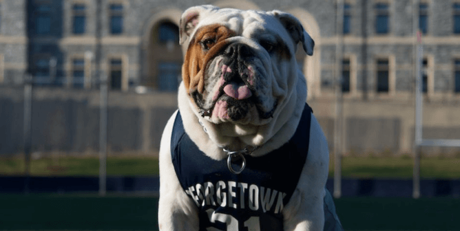 Georgetown University Mascot Jack the Bulldog Dies at Just 4 Years Old—Speak Up for Him and Other Breathing-Impaired Dogs!