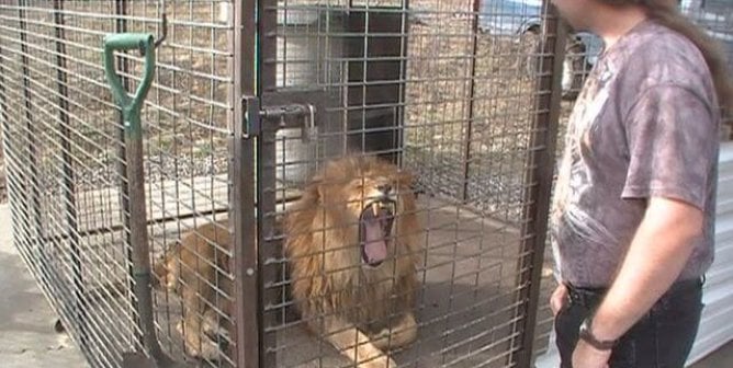 lion in cage at roadside zoo 'Animals of Montana'