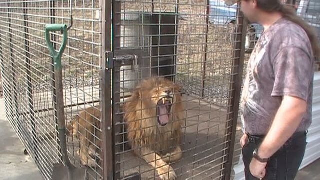 lion in cage at roadside zoo 'Animals of Montana'