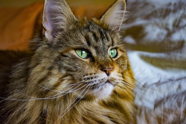 maine coon Are ‘Purebred’ Cats Like Bengals and Persians Healthy?