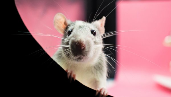 mouse with pink background