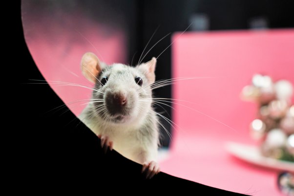 mouse with pink background